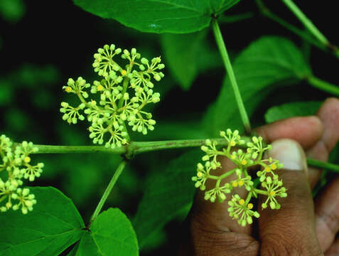 Image of Cissus fuliginea Kunth