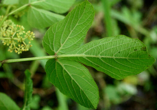 Image of Cissus fuliginea Kunth