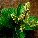 Image of Trigonia