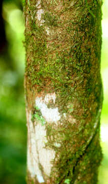 Imagem de Alchornea costaricensis Pax & K. Hoffm.