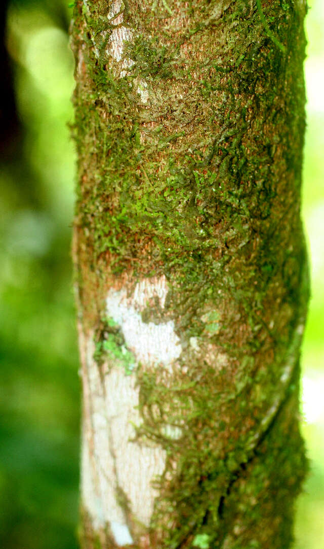 Image de Alchornea costaricensis Pax & K. Hoffm.