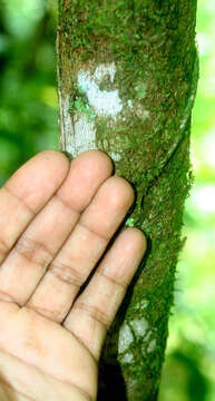 Imagem de Alchornea costaricensis Pax & K. Hoffm.