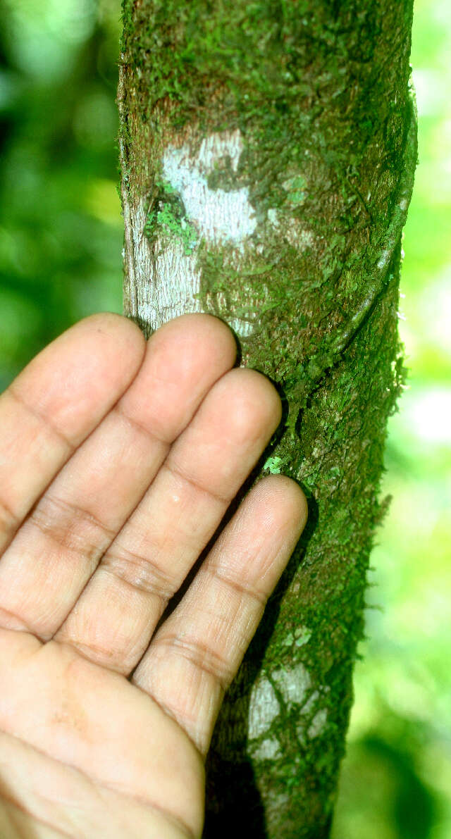 Image de Alchornea costaricensis Pax & K. Hoffm.