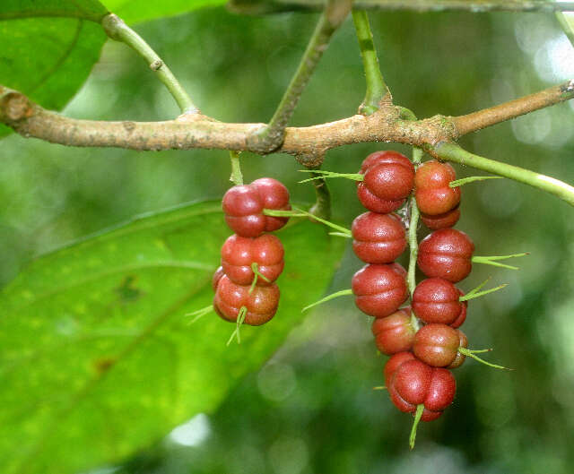 Image de Alchornea costaricensis Pax & K. Hoffm.