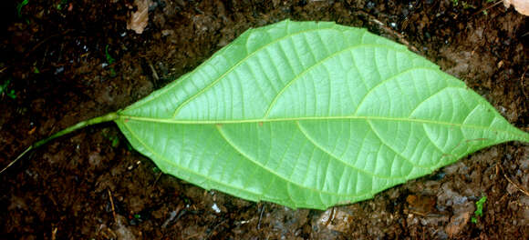 Imagem de Alchornea costaricensis Pax & K. Hoffm.