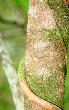 Imagem de Alchornea costaricensis Pax & K. Hoffm.