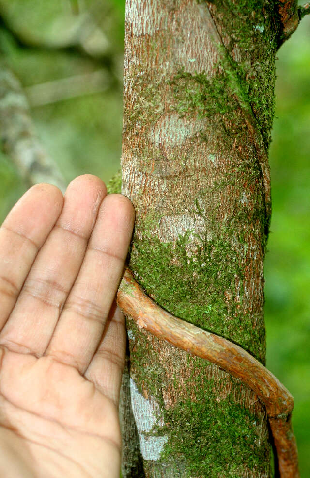 Image de Alchornea costaricensis Pax & K. Hoffm.