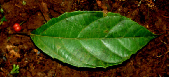 Imagem de Alchornea costaricensis Pax & K. Hoffm.