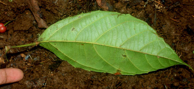 Image de Alchornea costaricensis Pax & K. Hoffm.