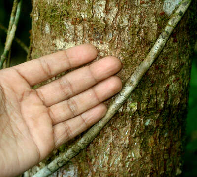 Image de Mosquitoxylum