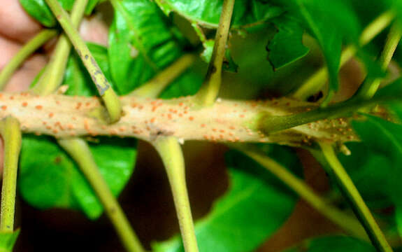 Image of Mosquitoxylum