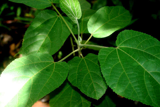 Image of wax mallow