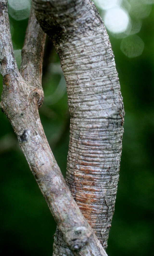 Слика од Dioclea violacea Benth.