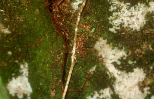 Ternstroemia (rights holder: Guanacaste Dry Forest Conservation Fund. Daniel H. Janzen. Year: 2010.)