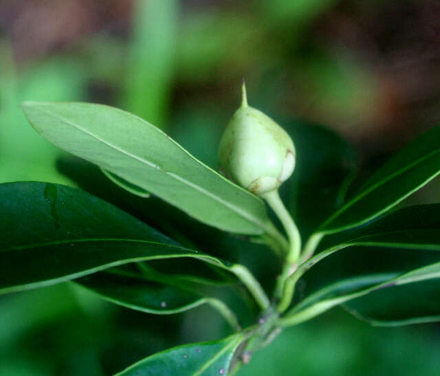 Image of Ternstroemia tepezapote Schltdl. & Cham.