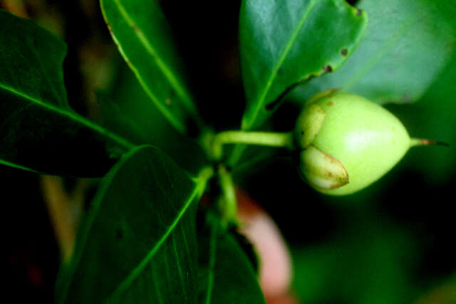 Imagem de Ternstroemia tepezapote Schltdl. & Cham.