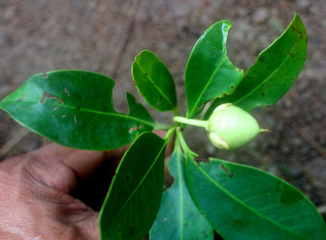 Image of Ternstroemia tepezapote Schltdl. & Cham.