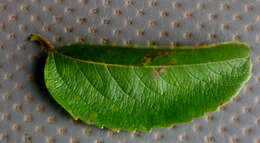 Image of Banara guianensis Aubl.