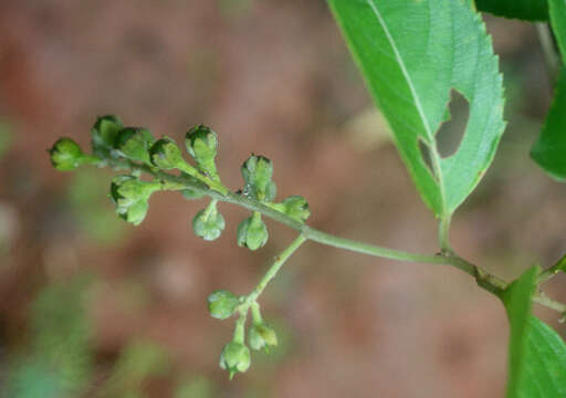 Image of Banara guianensis Aubl.