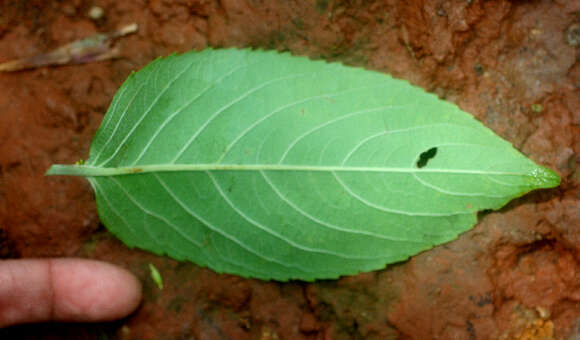 Image of Banara guianensis Aubl.