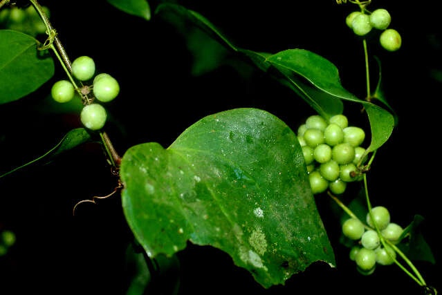 Image of Smilax