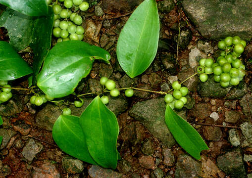 Image of Smilax