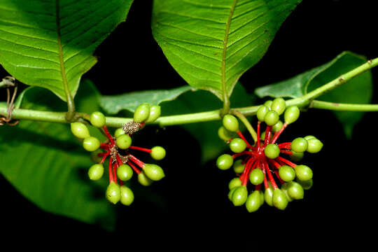 Image of guatteria