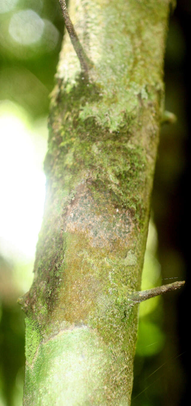 Image of Guettarda foliacea Standl.