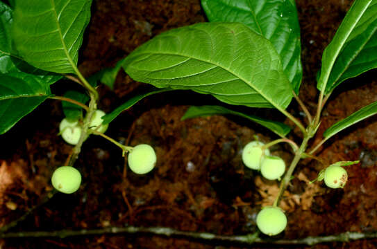 Image of Guettarda foliacea Standl.