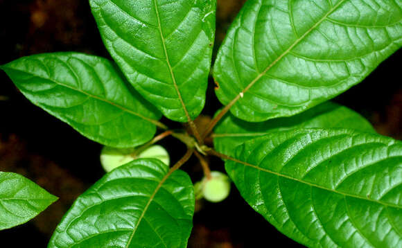 Image of Guettarda foliacea Standl.