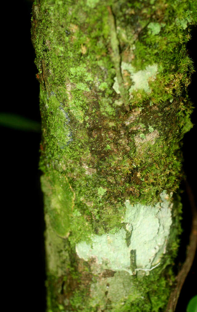 Image of Guettarda foliacea Standl.