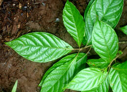 Image of Guettarda foliacea Standl.