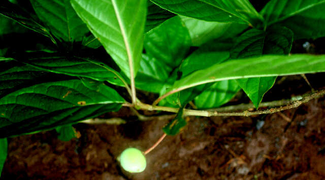 Image of Guettarda foliacea Standl.