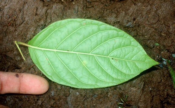 Image of Guettarda foliacea Standl.