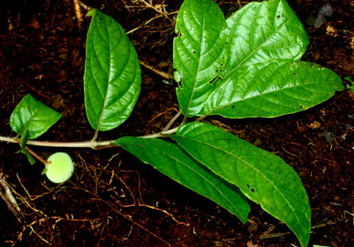 Image of Guettarda foliacea Standl.