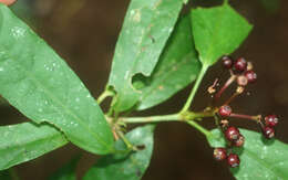 Image de Dendropanax querceti Donn. Sm.