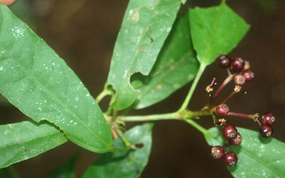 Image of Dendropanax querceti Donn. Sm.