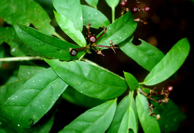 Image of Dendropanax querceti Donn. Sm.