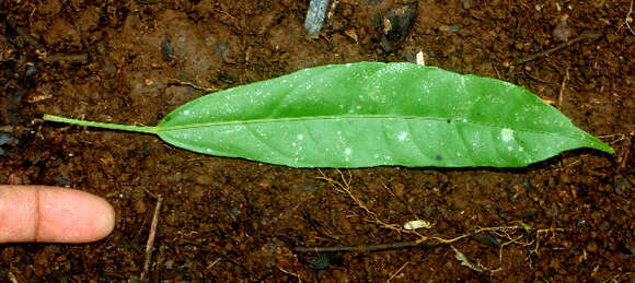 Image de Dendropanax querceti Donn. Sm.