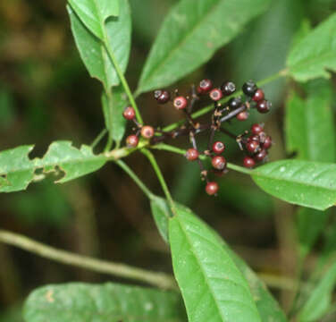 Image de Dendropanax querceti Donn. Sm.