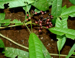 Image of Dendropanax querceti Donn. Sm.