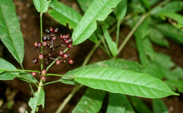 Image of Dendropanax querceti Donn. Sm.