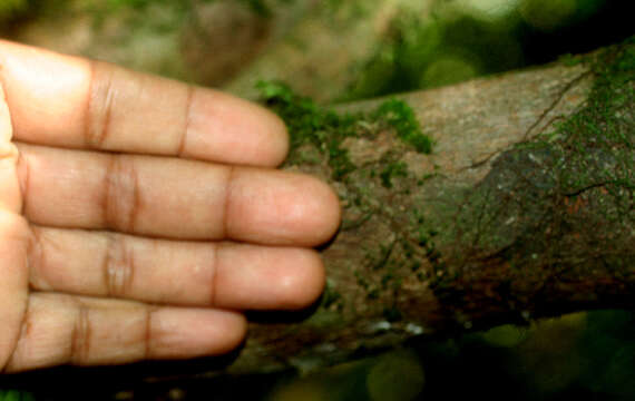 Image of Rondeletia budleioides