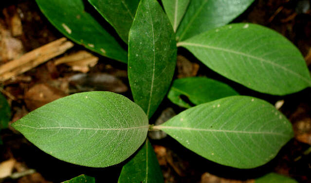 Image of Rondeletia budleioides