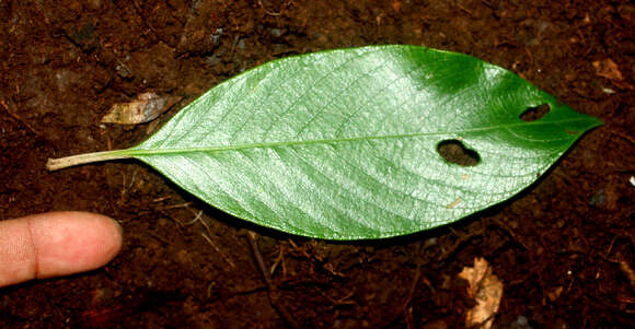 Image of Rondeletia budleioides