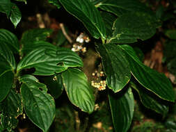 Image de Besleria robusta Donn. Sm.