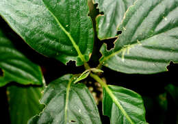 Image de Besleria robusta Donn. Sm.