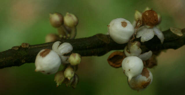 Image de Besleria robusta Donn. Sm.