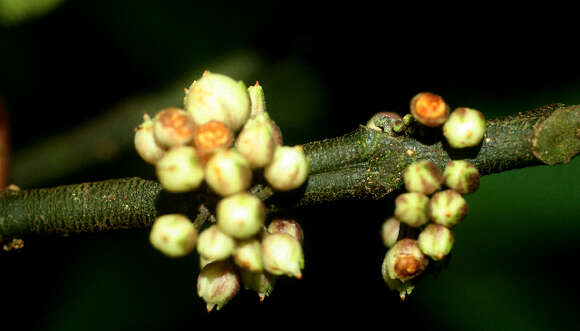 Слика од Besleria robusta Donn. Sm.