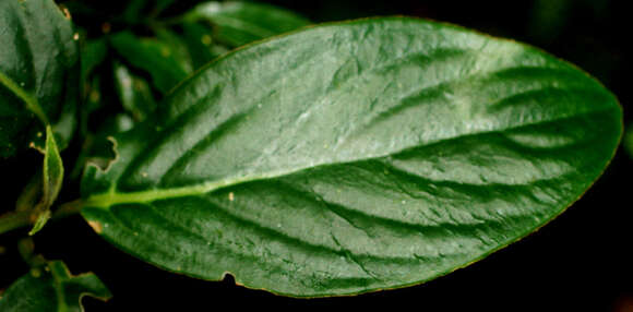 Image of Besleria robusta Donn. Sm.